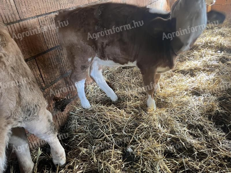 Eladó 9 borjú, magyartarka üszők és bikák, hf bikák