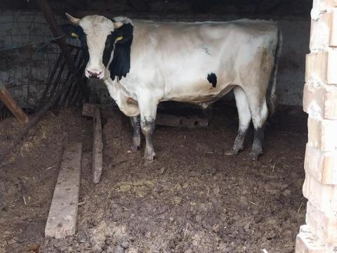 Holstein fríz bikák eladók