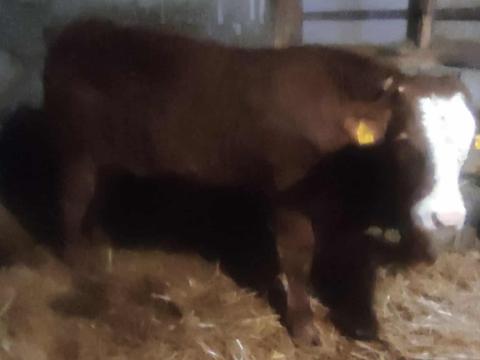 Limuzin bika és üsző eladó