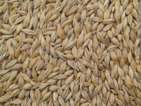 Eladó tisztított árpa és jó minőségű búza