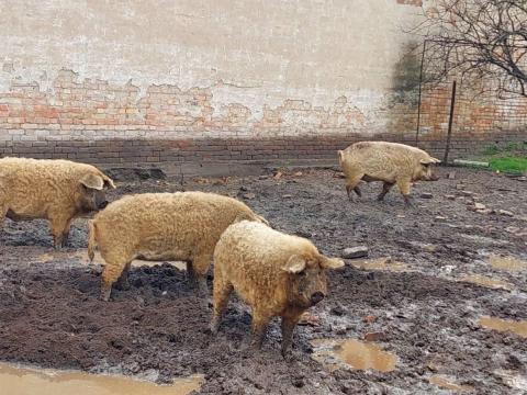 Bio mangalicák eladók