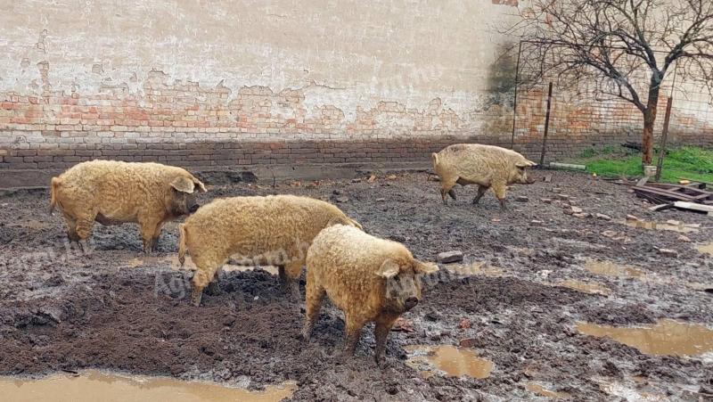 Bio mangalicák eladók