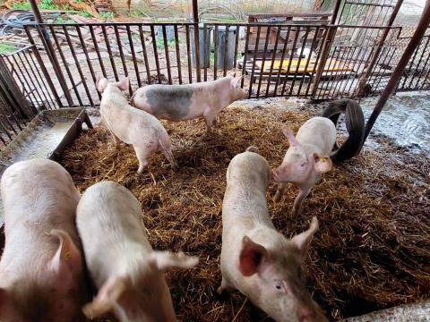 Bio hússertések eladók