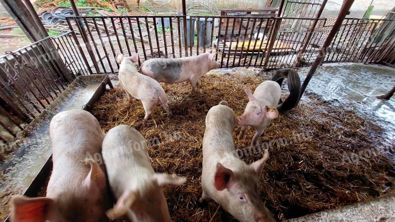 Bio hússertések eladók