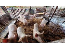 Bio hússertések eladók