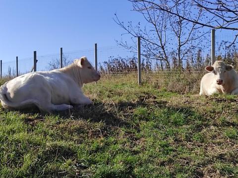 Charolais üszők eladók
