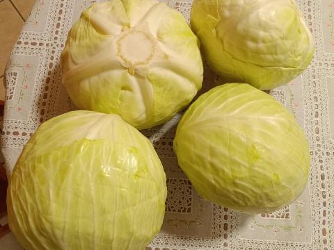 Fejes káposzta nagy tételben eladó