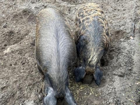 Duroc-Mangalica