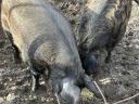 Duroc-Mangalica