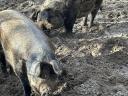Duroc-Mangalica