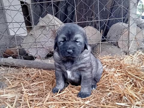 Sarplaninac pásztorkutya