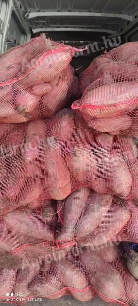 Kiváló minőségű cékla eladó Dunavecsén