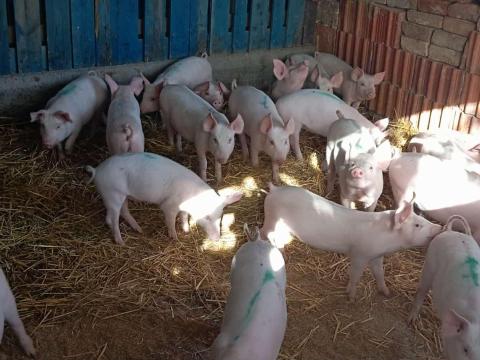 Eladó 40-60 kg-os malacok Zala faluban, Somogy megyében