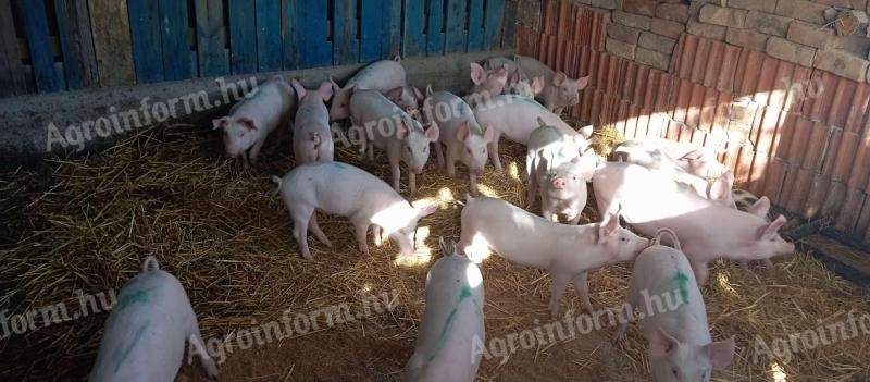 Eladó malacok