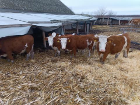 Eladó Magyartarka üsző és vemhes tehén Eladó Magyartarka üsző és vemhes tehén