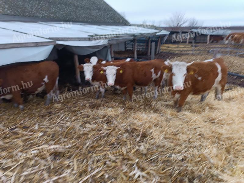 Eladó Magyartarka üsző és vemhes tehén