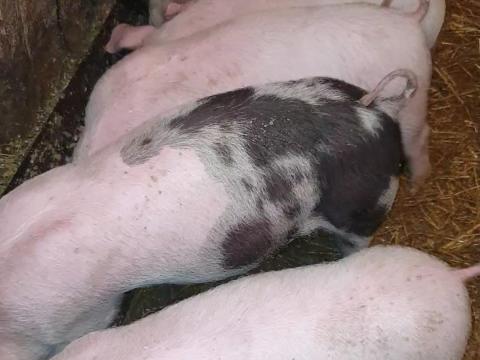 Eladó 5 db, 25 kg-os malac Eladó 5 db, 25 kg-os malac