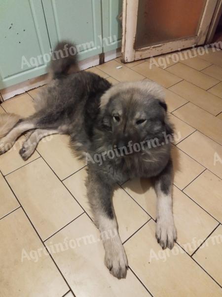 Sarplaninac kiskutyák