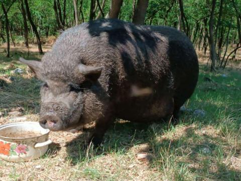 Vaddisznó-vietnámi keverék koca eladó