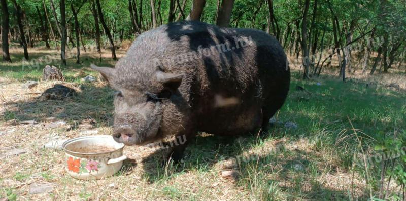 Vaddisznó-vietnámi keverék koca eladó
