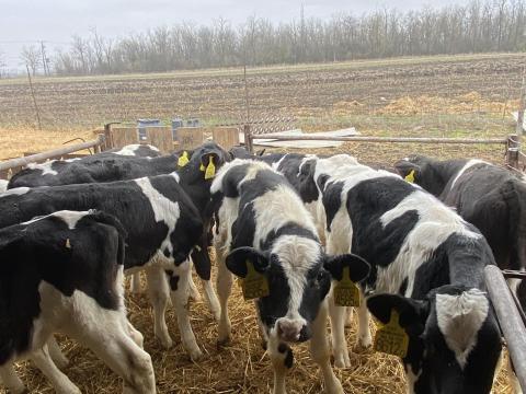 Eladó 9 darab bika borjú