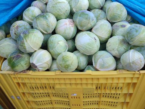 Pultos méretű káposzta eladó