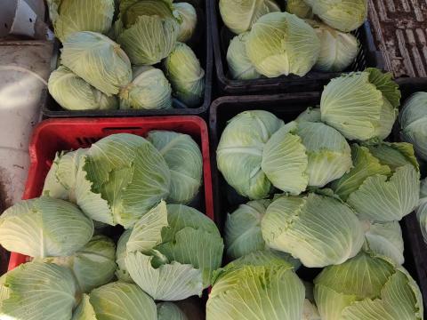 Lapos káposzta pultos