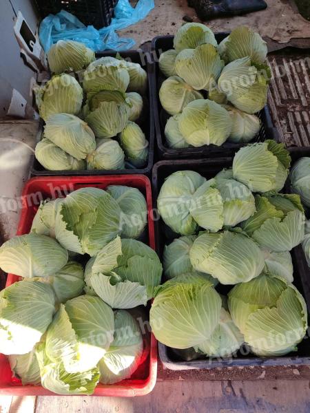 Lapos káposzta pultos