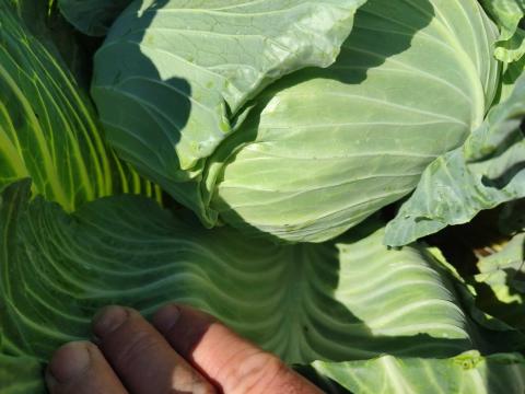 Lapos káposzta nagy laza fejek