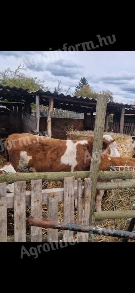 Eladó borjuk