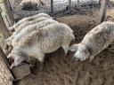 Mangalica hízó eladó