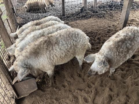 Mangalica hízó eladó