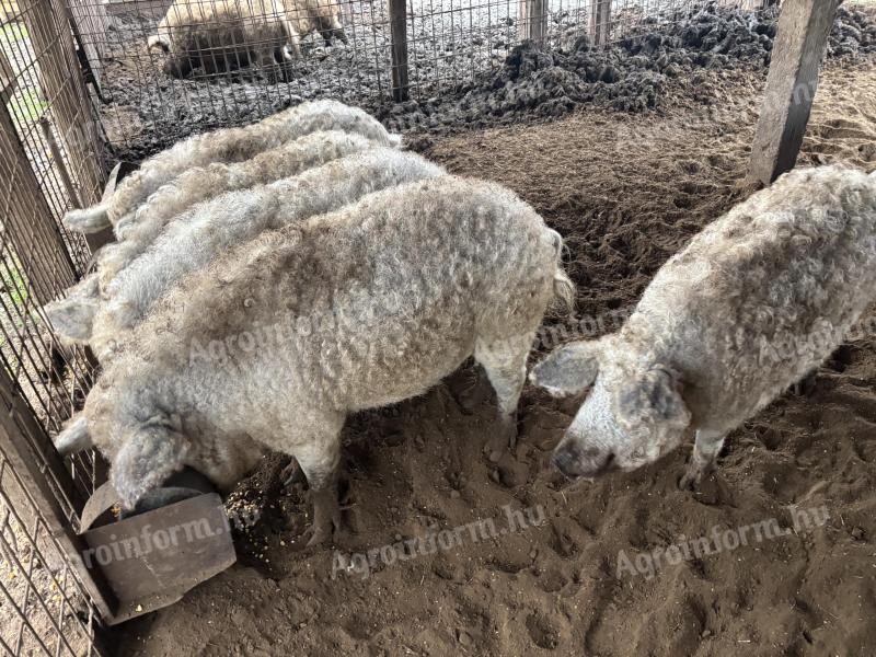 Mangalica hízó eladó