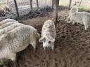 Mangalica hízó eladó