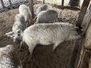 Mangalica hízó eladó