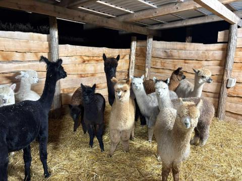 Eladó Alpaca Eladó Alpaca