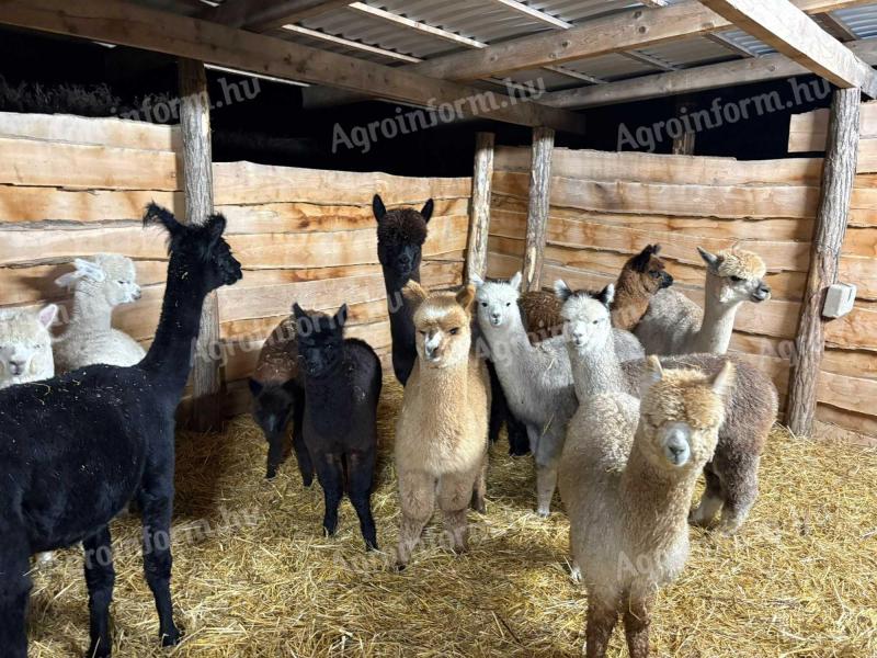 Eladó Alpaca