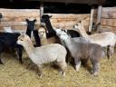 Eladó Alpaca