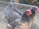 Australorp (ausztralorp) csibe, csirke, naposcsibe