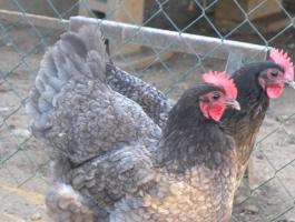 Australorp (ausztralorp) csibe, csirke, naposcsibe