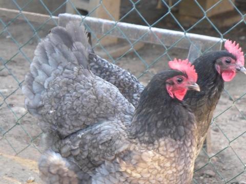 Australorp (ausztralorp) csibe, csirke, naposcsibe