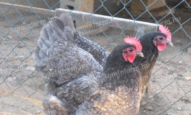 Australorp (ausztralorp) csibe, csirke, naposcsibe
