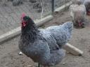 Australorp (ausztralorp) csibe, csirke, naposcsibe
