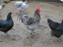 Australorp (ausztralorp) csibe, csirke, naposcsibe