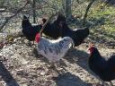 Australorp (ausztralorp) csibe, csirke, naposcsibe