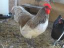 Australorp (ausztralorp) csibe, csirke, naposcsibe