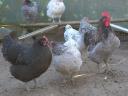 Australorp (ausztralorp) csibe, csirke, naposcsibe