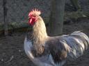 Australorp (ausztralorp) csibe, csirke, naposcsibe