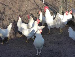 Leghorn csibe,  csirke,  naposcsibe