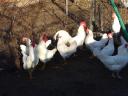 Leghorn csibe,  csirke,  naposcsibe